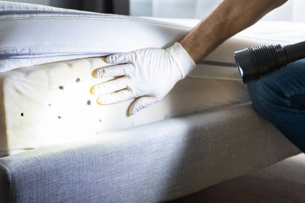 Best Residential Pest Control  in Bell Nyon, CA