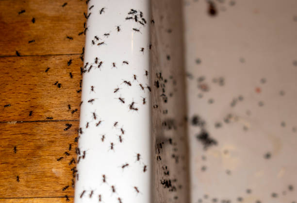 Best Pest Control Near Me in Bell Canyon, CA