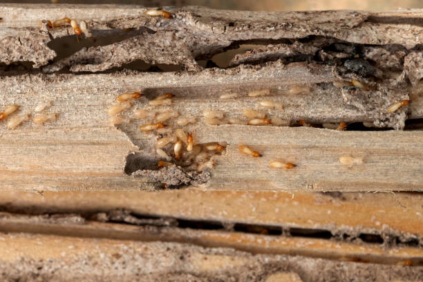 Reliable Bell Canyon, CA Pest Control Solutions
