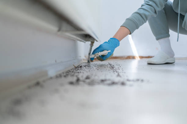 Best Ant Control Services  in Bell Nyon, CA